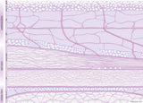 Fascia graphic: Fascial continuity of the functional levels just Fascia - Download