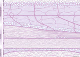 Fascia graphic: Fascial continuity of the functional levels just Fascia - Download
