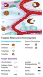 Fasziengrafik: Fasziale Relevanz im Immunsystem - Download