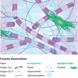 Fasziengrafik: Fasziale Bestandteile - Download