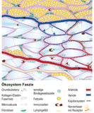 Fasziengrafik: Ökosystem Faszie - Download