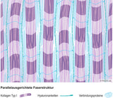 Fasziengrafik: Parallelausgerichtete Faserstruktur - Download