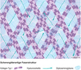 Fasziengrafik: Faserverlauf – Scherengitterartige Faserstruktur - Download