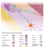 Fascia graphic: Fascial involvement of the nervous system - Download
