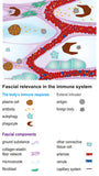 Fasziengrafik: Fasziale Relevanz im Immunsystem - Download