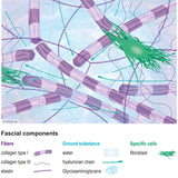 Fasziengrafik: Fasziale Bestandteile - Download