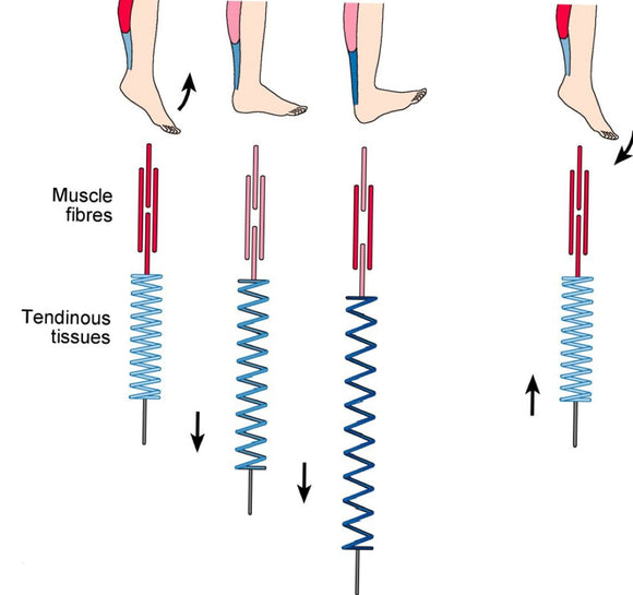Fascia graphic 2 Download