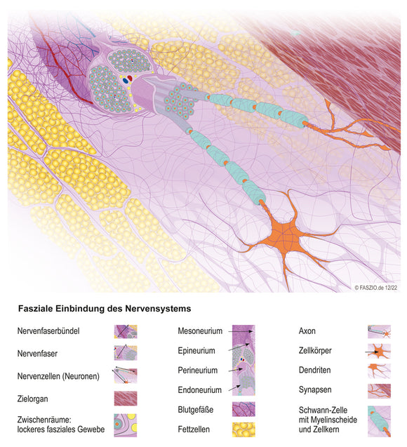 Fascia graphic: Fascial involvement of the nervous system - Download