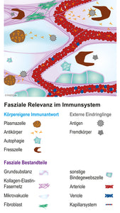 Fasziengrafik: Fasziale Relevanz im Immunsystem - Download