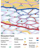 Faszien Grafik 10 - Download