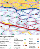 Faszien Grafik 8 - Download