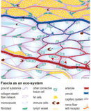Faszien Grafik 8 - Download