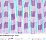ascia graphic: Parallel-fibred collagen matrix - Download
